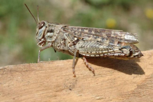 Італійська pruss - різноманітна сарана Італійська pruss - різноманітна сарана